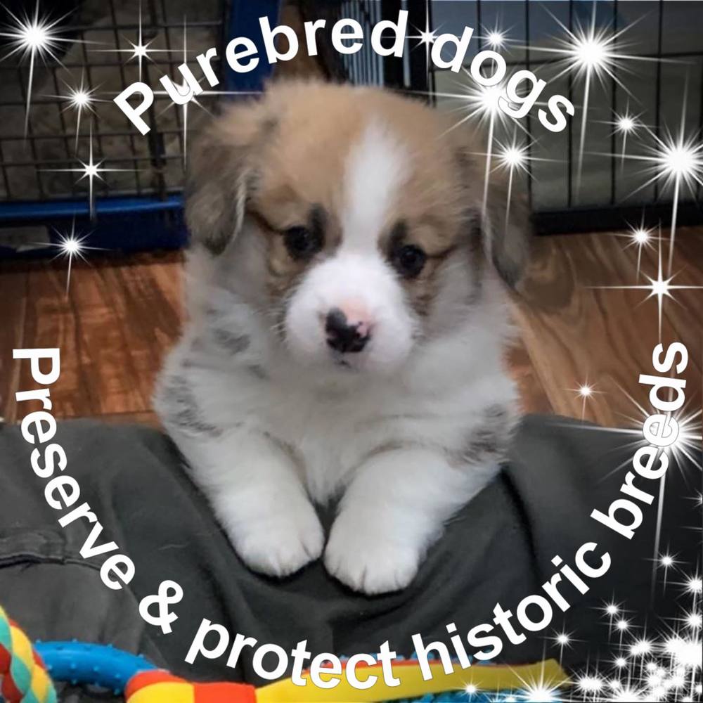 Meet your Posher, Annie